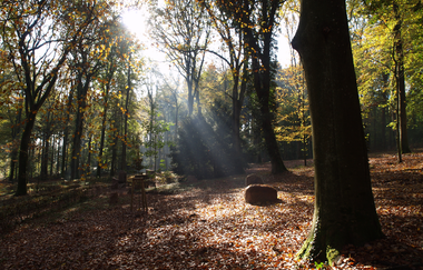 Ruhehain unter den Eichen | © Gemeinde Reichertshausen
