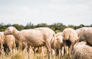Schäferei Württemberger | Hofladen und 24h/7 SB-Automat