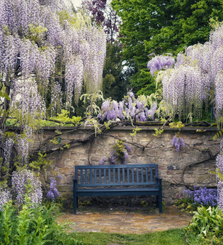 Eine blaue Bank vor einer Steinmauer umrahmt von Blauregen. | © Sven Sasse-Rösch