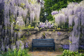 Eine blaue Bank vor einer Steinmauer umrahmt von Blauregen. | © Sven Sasse-Rösch