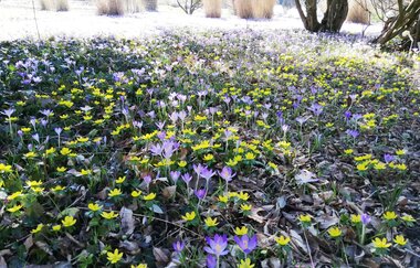 Krokusse und Schnee | © Jasmin Wolf