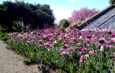 Tulpen vor dem Gewächshaus | © Jasmin Wolf