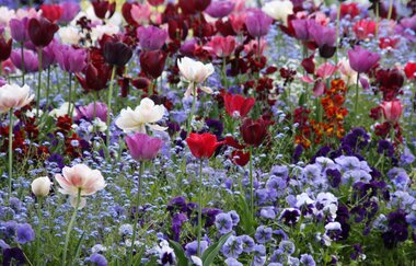 Bunte Blumen z.B. Tulpen | © Maria Zimmermann