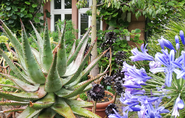 Exotische Pflanzen vor einer Hauswand | © Jasmin-Wolf