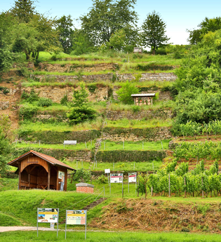 Schauweinberg in Hardthausen am Kocher | HeilbronnerLand | © Arbeitsgemeinschaft Kocher-Jagst-Radweg