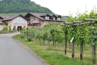 Schauweinberg | © Stadt Sachsenheim