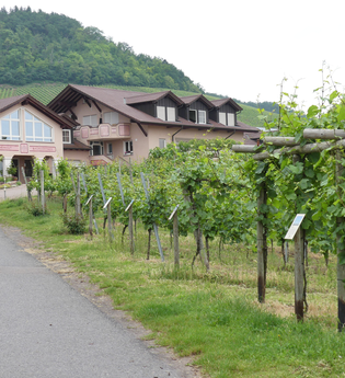 Schauweinberg | © Stadt Sachsenheim