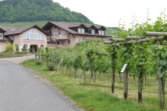 Schauweinberg | © Stadt Sachsenheim