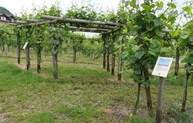 Schauweinberg | © Stadt Sachsenheim