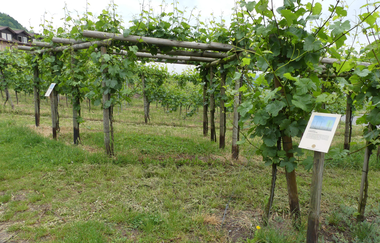 Schauweinberg | © Stadt Sachsenheim