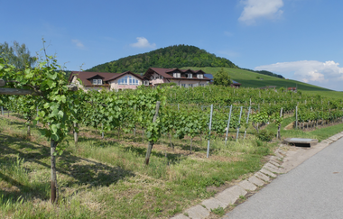 Schauweinberg | © Stadt Sachsenheim
