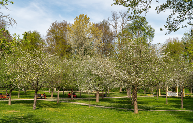 Im Schlosspark stehen mehrere Apfelbäume, die fangen gerade an zu blühen. | © Thorsten Günthert