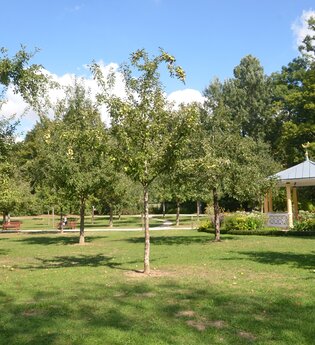 Blick in den von Bäumen gesäumten Schlosspark Bad Mergentheim. Im Hintergrund ist ein Pavillon zu sehen.