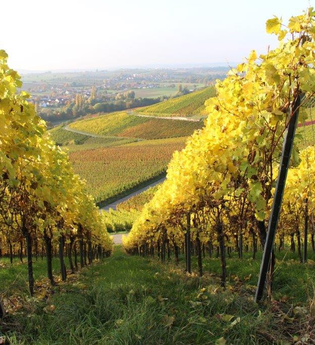 Weinreben im Herbst beim Weingut Schluchter | © Hohenlohe Künzelsau | Schluchters Weinstube