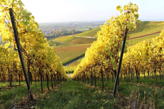 Weinreben im Herbst beim Weingut Schluchter | © Hohenlohe Künzelsau | Schluchters Weinstube