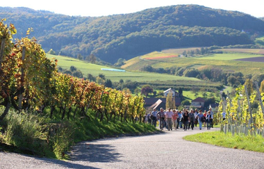 Weinführung durch den Weinberg | © Touristikgemeinschaft Hohenlohe e. V. | Weingut Schluchter