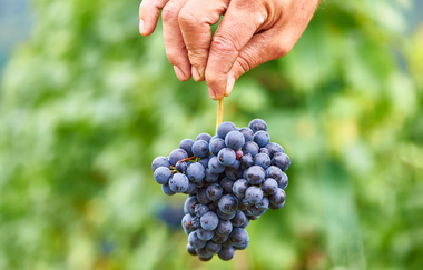 Eine Hand hält einen blauen Traubenbüschel | © Touristikgemeinschaft Hohenlohe e. V.