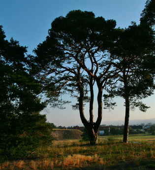 Schwetzinger Hardt | © Landratsamt Rhein-Neckar-Kreis