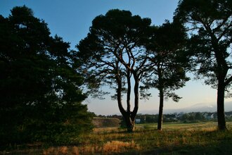 Schwetzinger Hardt | © Landratsamt Rhein-Neckar-Kreis