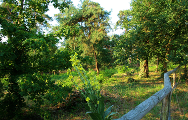 Schwetzinger Hardt | © Landratsamt Rhein-Neckar-Kreis
