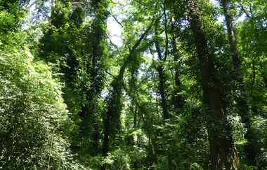 Schwetzinger Hardt | © Landratsamt Rhein-Neckar-Kreis