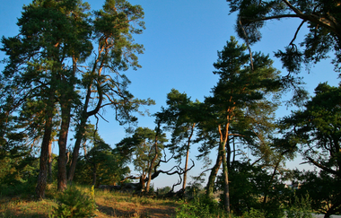 Schwetzinger Hardt | © Landratsamt Rhein-Neckar-Kreis