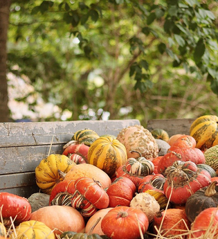 Seybold Naturkost | Kürbisse | © Neckar-Zaber-Tourismus e.V.