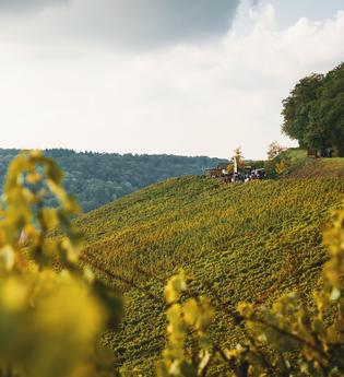 Wengertshüttles HeilbronnerLand | Kleines Raststationen in den Weinbergen | © Touristikgemeinschaft HeilbronnerLand