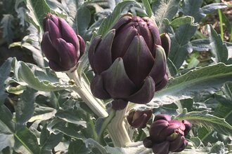 Spargel- und Melonenhof Gieser | © Spargel- und Melonenhof Gieser