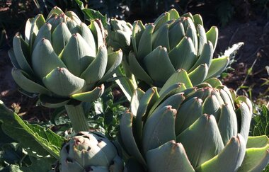 Spargel- und Melonenhof Gieser | © Spargel- und Melonenhof Gieser