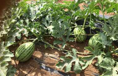 Spargel- und Melonenhof Gieser | © Spargel- und Melonenhof Gieser