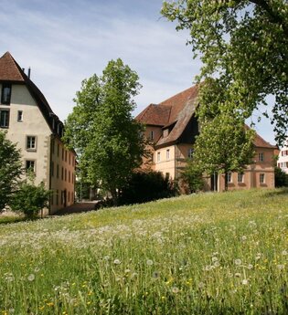 Zu sehen ist eine blühende Wiese und Bäume | © Stadtverwaltung Crailsheim