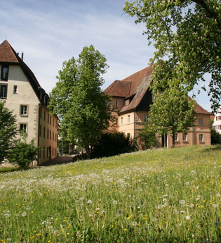 Zu sehen ist eine blühende Wiese und Bäume | © Stadtverwaltung Crailsheim