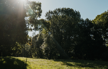 Blick auf die grüne Wiese von Bäumen umsäumt