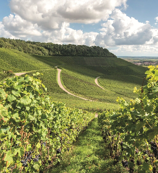 Pauschalangebot | Streifzug  auf 3 Rädern | Blick über die Weinberge | Brackenheim-Dürrenzimmern | Weinsüden Weinort | © Neckar-Zaber-Tourismus e.V.