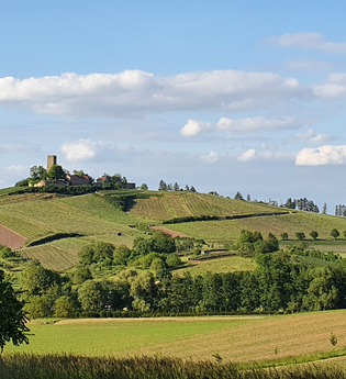Station Weitsicht im Streuobsterlebnispfad | © Naturpark Stromberg-Heuchelberg