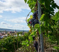 © Kraichgau-Stromberg Tourismus e.V.
