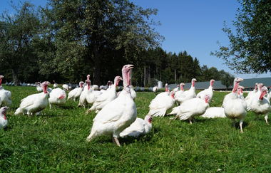 Sternhof Weikersholz | © Hohenlohe Schwäbisch Hall
