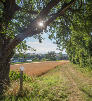 Streuobstlehrpfad Richen | © Stadt Eppingen