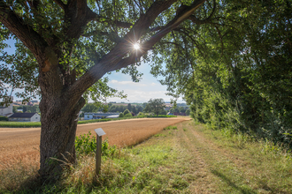 Streuobstlehrpfad Richen | © Stadt Eppingen