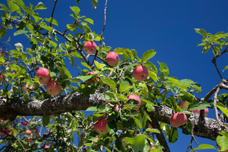 Streuobstwiesen bei Kleingemünd | © Dorothea Burkhardt