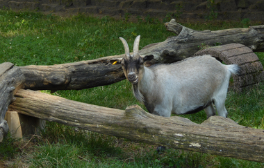 Tier- und Vogelpark Reilingen | © Landratsamt Rhein-Neckar-Kreis