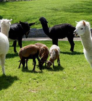Alpakas und Ziegen auf einer Wiese | © Touristikgemeinschaft Hohenlohe e. V. | Stadt Öhringen