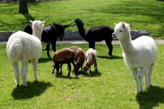 Alpakas und Ziegen auf einer Wiese | © Touristikgemeinschaft Hohenlohe e. V. | Stadt Öhringen