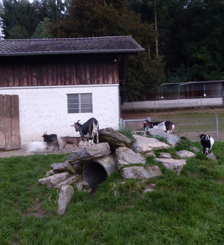 Tierpark Balzfeld Dielheim | © Landratsamt Rhein-Neckar-Kreis