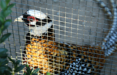 Tierpark Balzfeld Dielheim | © Landratsamt Rhein-Neckar-Kreis