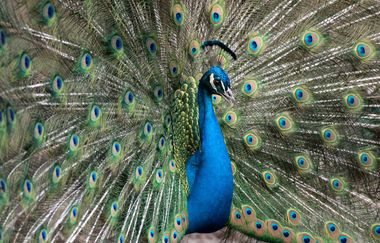 Tierpark Leintalzoo | Schwaigern | HeilbronnerLand | © Leintalzoo