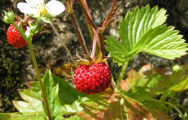 TTG- San Flamingo Gastro - alle Felder