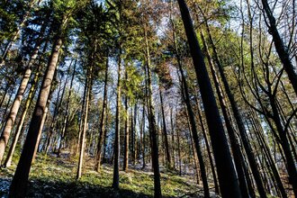 Bäume im Wald | © Heidelberg Marketing GmbH / Koch