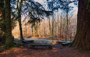 Unter Mammutbäumen im Streitwald: Picknickplatz | © Hohenlohe Schwäbisch Hall